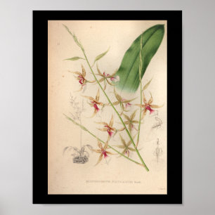 1860 Vintage Orchid Flower Print Pale
