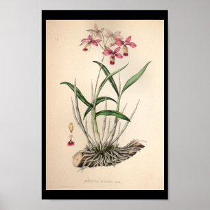 1860 Vintage Orchid Flower Print Pink