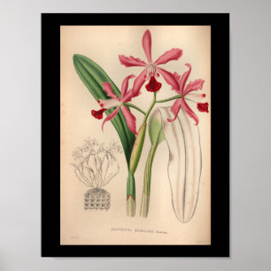 1860 Vintage Orchid Flower Print Pink