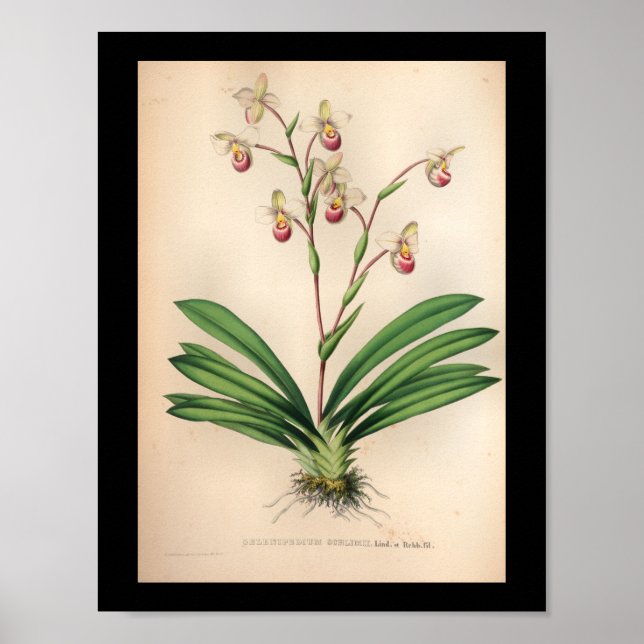 1860 Vintage Orchid Flower Print Purple (Front)