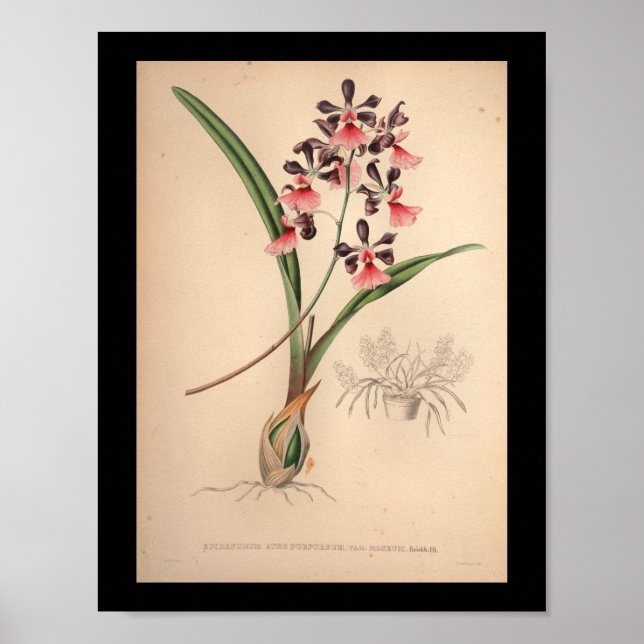 1860 Vintage Orchid Flower Print Purple (Front)