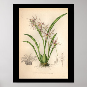 1860 Vintage Orchid Flower Print Purple Spotted