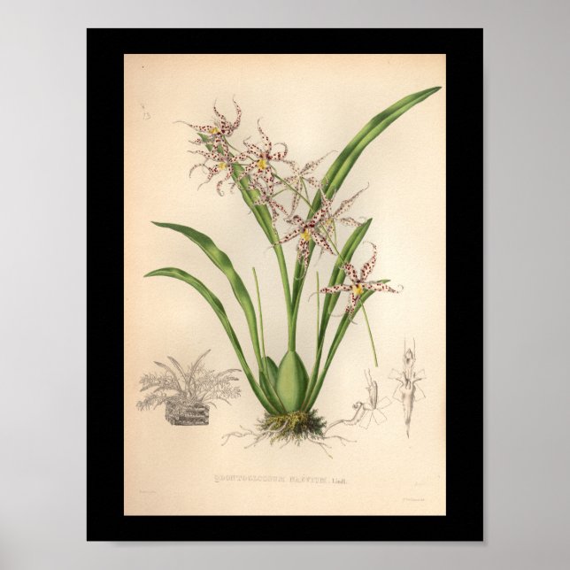 1860 Vintage Orchid Flower Print Purple Spotted (Front)