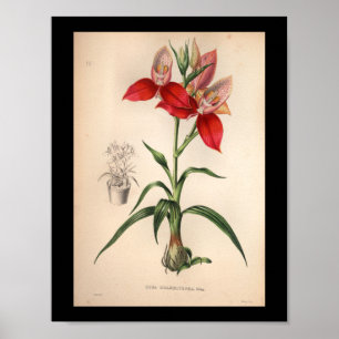 1860 Vintage Orchid Flower Print Red