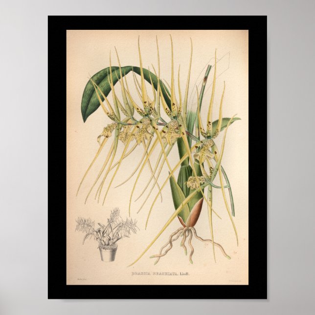 1860 Vintage Orchid Flower Print Yellow (Front)