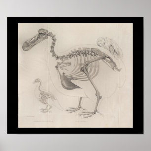 1866 Dodo Bird Skeleton Vintage Print