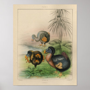 1866 Dodo Bird Vintage Colour Print