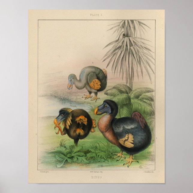 1866 Dodo Bird Vintage Colour Print (Front)