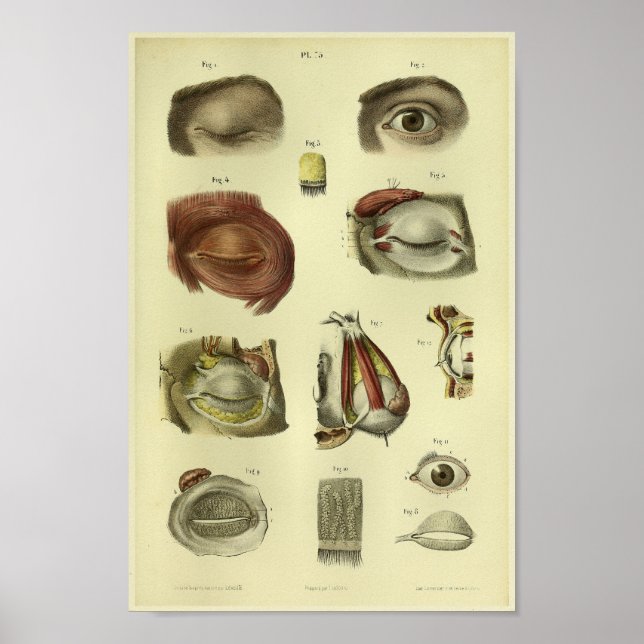 1866 Human Eye Anatomy Print (Front)