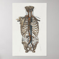 1867 Aorta Skeleton Vintage Anatomy Print