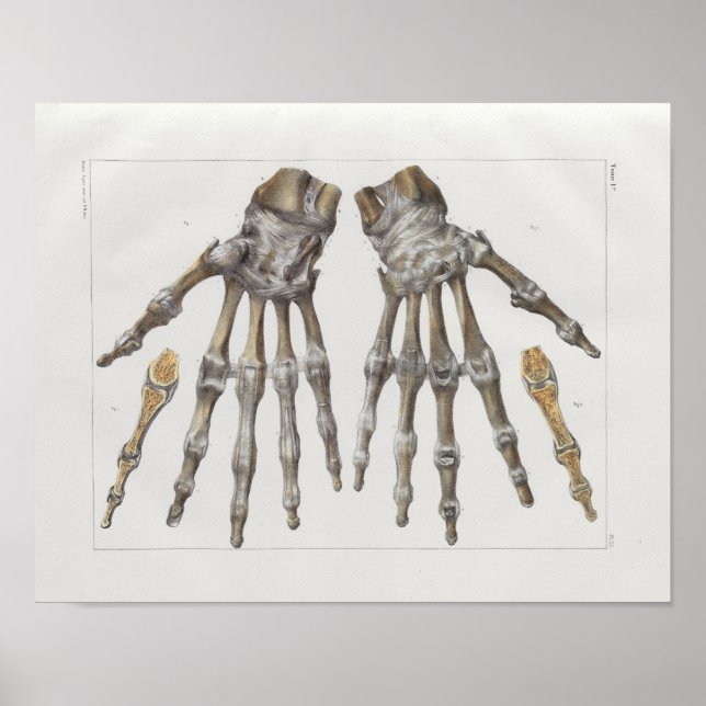 1867 Hand Bones Vintage Anatomy Print (Front)