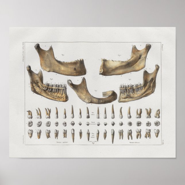 1867 Jaw Teeth Dental Vintage Anatomy Print (Front)
