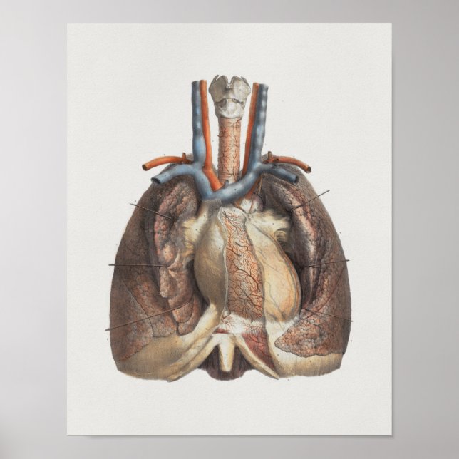 1867 Lungs Heart Vintage Anatomy Print (Front)