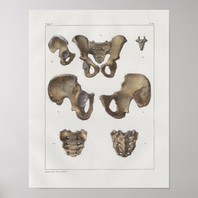 1867 Pelvic Bones Vintage Anatomy Print (Front)