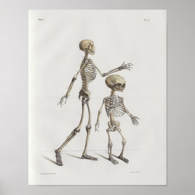 1867 Skeleton Bones Vintage Anatomy Medical Print (Front)