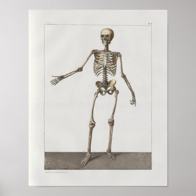 1867 Skeleton Bones Vintage Anatomy Medical Print (Front)