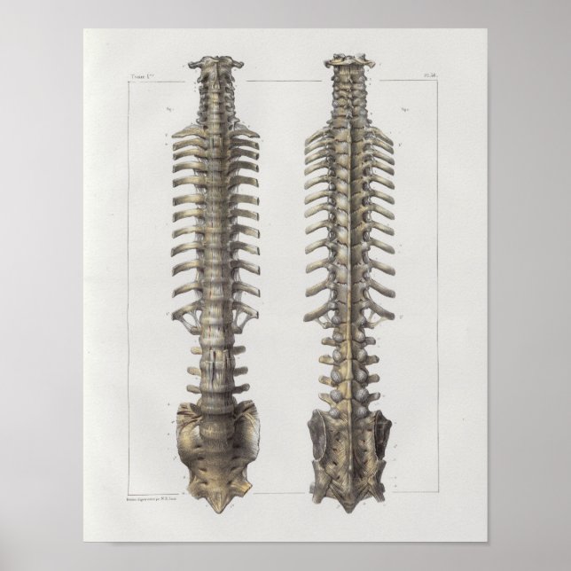 1867 Spinal Column Bones Vintage Anatomy Print (Front)