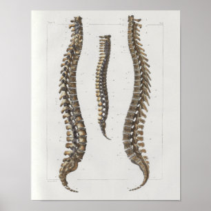 1867 Spinal Column Vintage Anatomy Medical Print