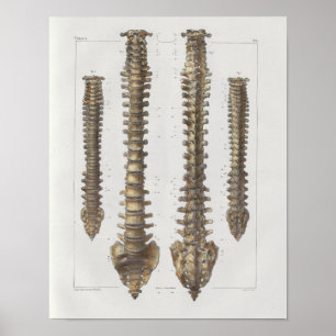 1867 Spinal Column Vintage Anatomy Medical Print