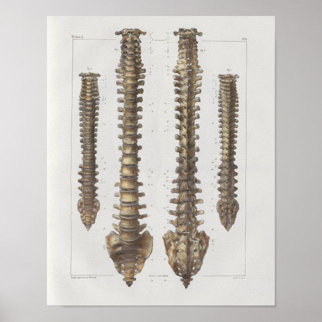 1867 Spinal Column Vintage Anatomy Medical Print (Front)