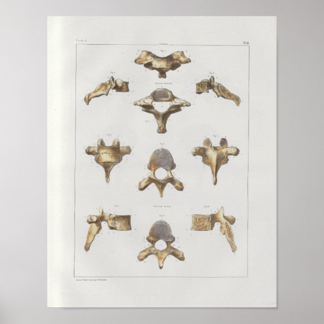 1867 Spinal Vertebrae Vintage Anatomy Print (Front)