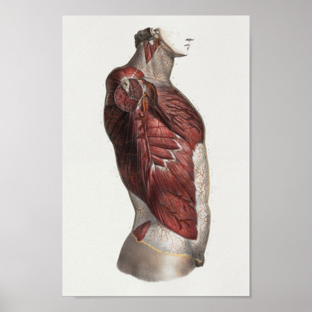 1867 Torso Muscles Vintage Anatomy Print (Front)