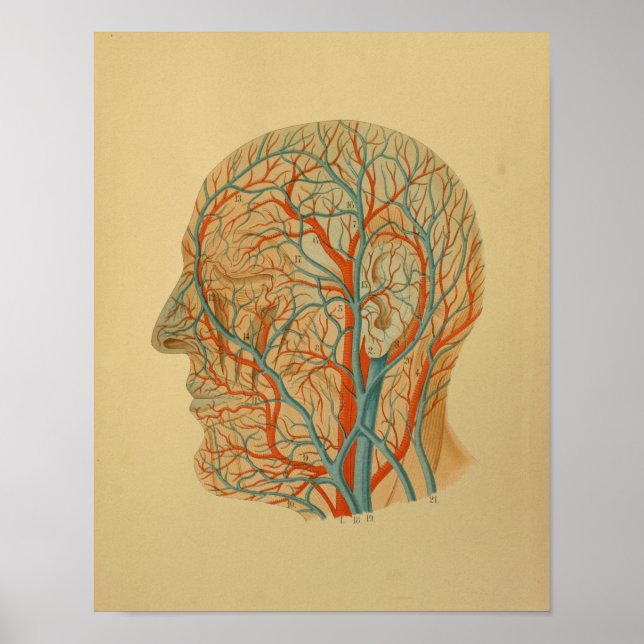 1879 Vintage Anatomy Print Head Arteries Veins (Front)