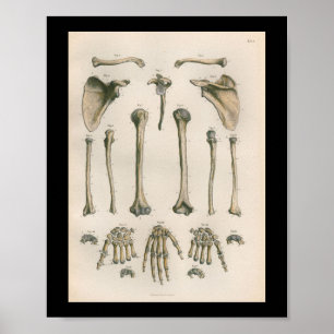 1879 Vintage Bock Anatomy Print Arm Hand