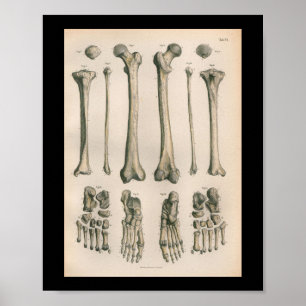 1879 Vintage Bock Anatomy Print Leg Foot