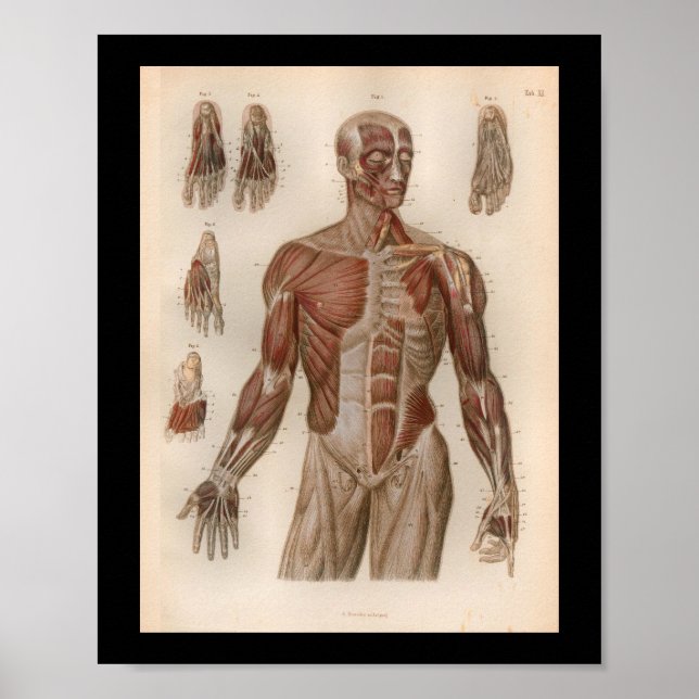 1879 Vintage Bock Anatomy Print Muscles (Front)