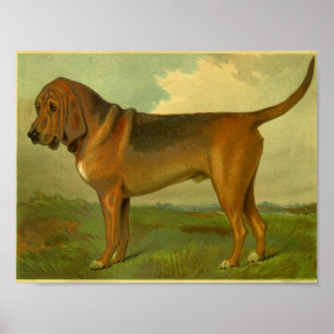 1881 Vintage Bloodhound Print
