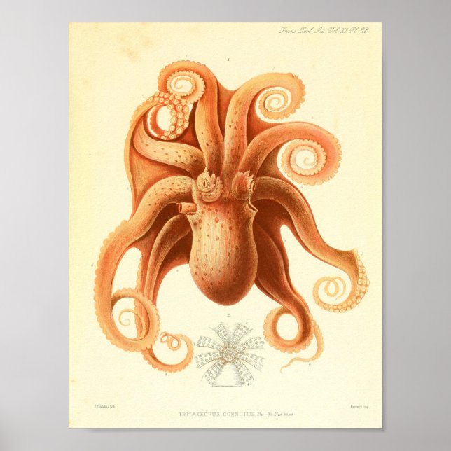 1881 Vintage Colour Octopus Art Print (Front)