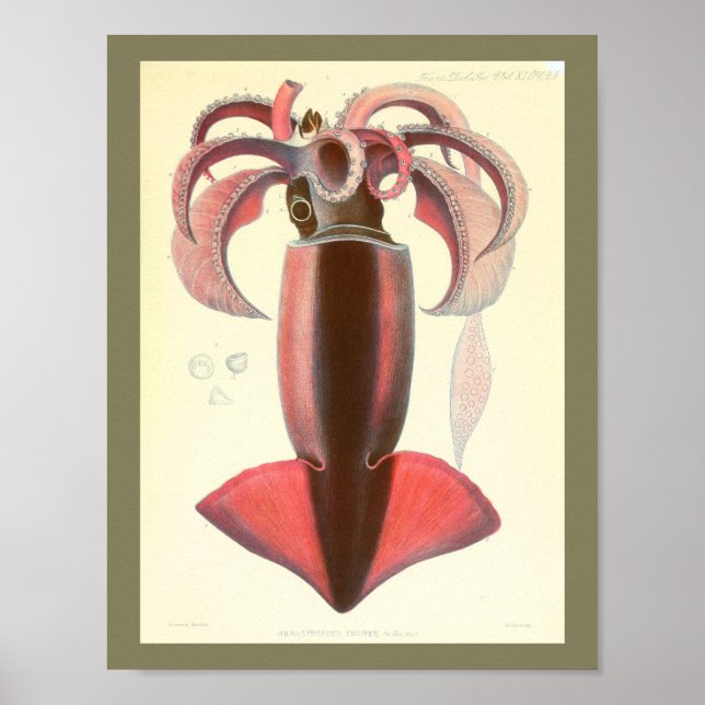 1881 Vintage Colour Squid Art Print (Front)