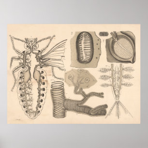 1882 Respiratory Organs Lower Animals Poster