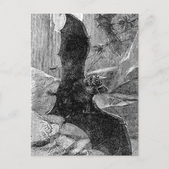 1885 Vampire Bat Illustration Postcard (Front)