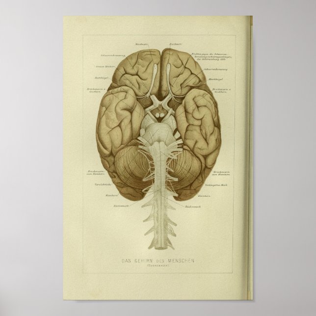 1886 Vintage Human Brain Anatomy Print (Front)