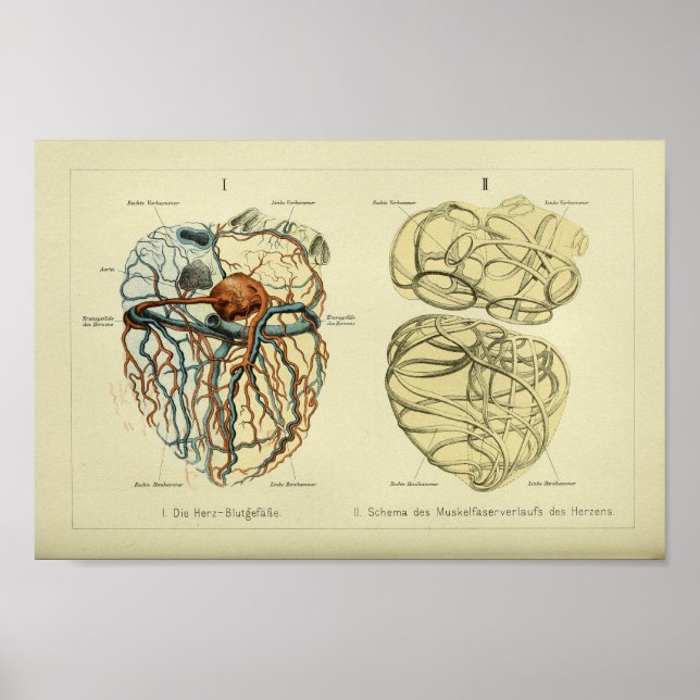 1886 Vintage Human Heart Anatomy Print (Front)