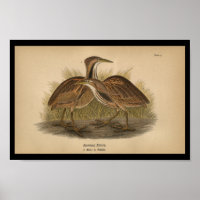 1890 Bird Print American Bittern