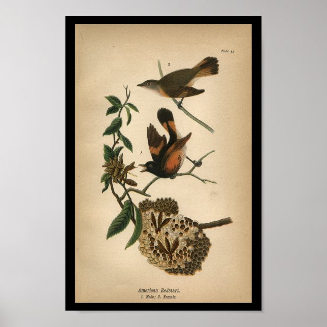 1890 Bird Print American Redstart (Front)