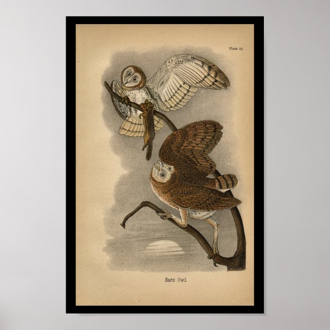 1890 Bird Print Barn Owls (Front)