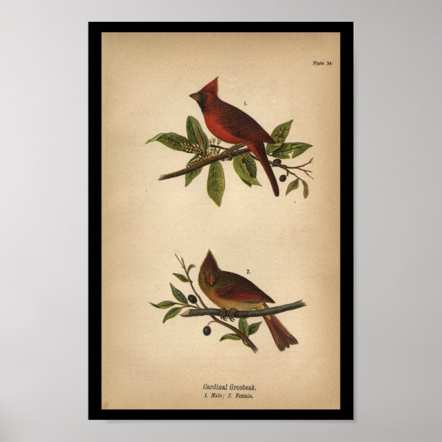 1890 Bird Print Cardinal Grosbeak (Front)