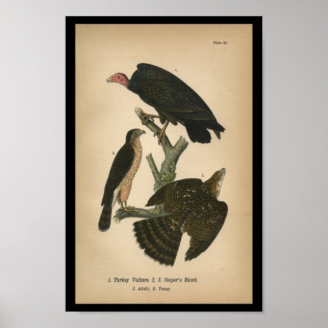 1890 Bird Print Cooper's Hawk (Front)