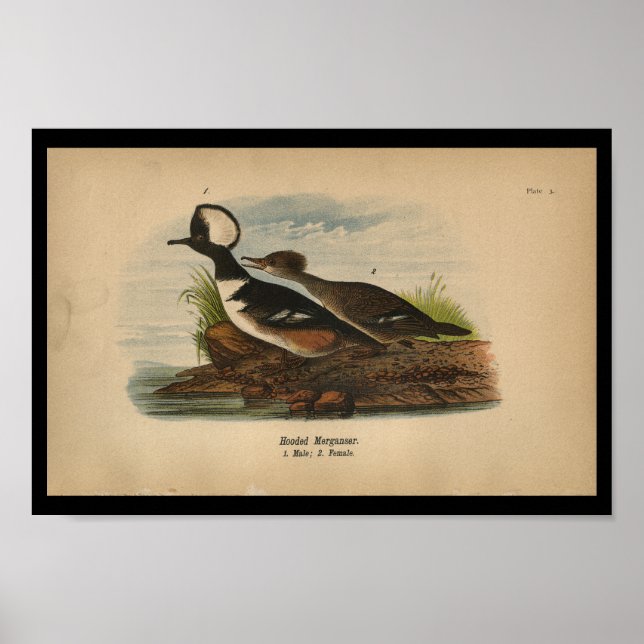 1890 Bird Print Hooded Merganser (Front)