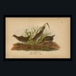 1890 Bird Print Sora Common Rail<br><div class="desc">Sora Common Rail, male, female and young. 1890 Vintage print from The Report on the Birds of Pennsylvania by B.H. Warren. B. H. Warren of West Chester, Penn was the State Ornithologist of the Pennsylvania State Board of Agriculture. Many of the lithographs are based on prints from the Audubon's Birds...</div>