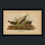 1890 Bird Print Sora Common Rail<br><div class="desc">Sora Common Rail, male, female and young. 1890 Vintage print from The Report on the Birds of Pennsylvania by B.H. Warren. B. H. Warren of West Chester, Penn was the State Ornithologist of the Pennsylvania State Board of Agriculture. Many of the lithographs are based on prints from the Audubon's Birds...</div>