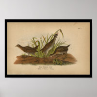 1890 Bird Print Sora Common Rail