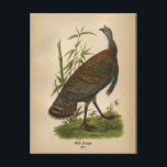 1890 Bird Wild Turkey Postcard<br><div class="desc">Wild Turkey
 1890 Vintage illustration from The Report on the Birds of Pennsylvania by B.H. Warren.
 B. H. Warren of West Chester,  Penn was the State Ornithologist of the Pennsylvania State Board of Agriculture. Many of the lithographs are based on prints from the Audubon's Birds of America.</div>