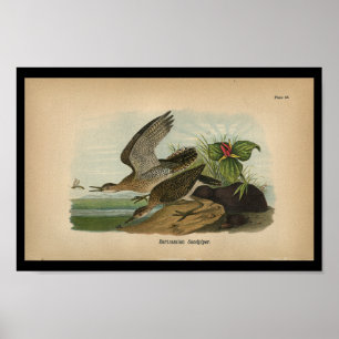 1890 Impression d'oiseaux Bécasseau Bartramique