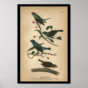 1890 Impression d'oiseaux Bunting Indigo