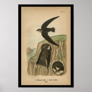1890 Impression d'oiseaux Chimney Swift